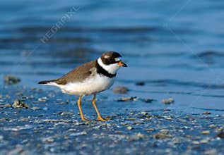 Semipalmated Plover