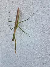 Adult praying mantis on wall