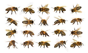 Group of bee or honeybee on white background, honey bees