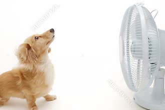 Dachshund and fan
