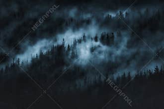 Dark scary forest with fog