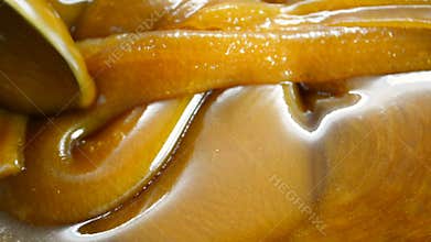 Thick aromatic brown honey