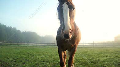 Brown horse portrait. Brown horse walking on pasture at animal farm
