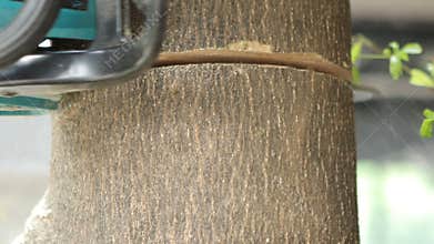 Carpenter cutting bark tree by chain saw in gardening working