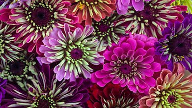 Zinnia Daisy Flowers Blooming