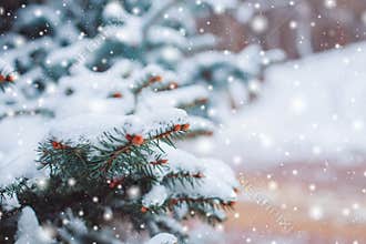 Frosty winter landscape in snowy forest. Pine branches covered with snow in cold winter weather.