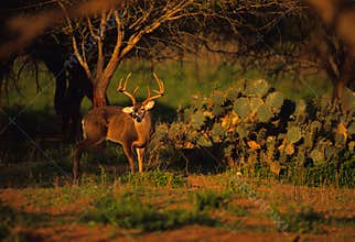 Whitetail Buck Near Cactus