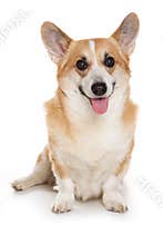 Corgi dog