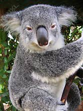 Koala in Australia