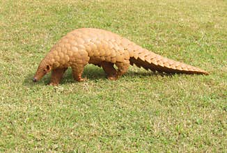 The Indian Pangolin