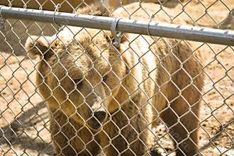 Grizzly Bear behind a fence