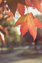 Autumn scene in the park