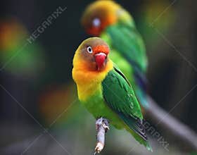 Love bird