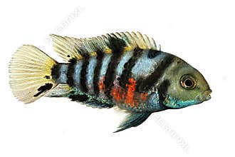 Convict cichlid Amatitlania nigrofasciata zebra cichlids aquarium fish