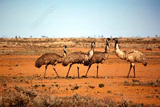 Outback Emus