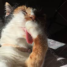 Cat licking paw