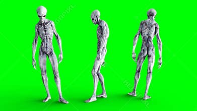 Alien stay idle. Realistic motion and skin shaders. 4K green screen footage.
