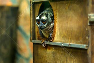 Three-striped night monkey or Aotus trivirgatus