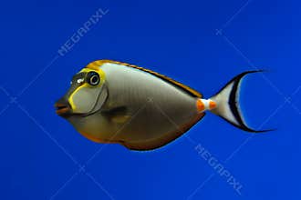 Tropical fish