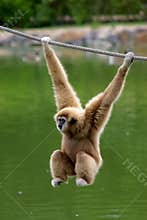 Gibbon monkey