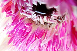 Macro of Gerbera flower wallpaper