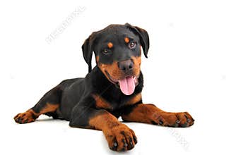 Puppy rottweiler