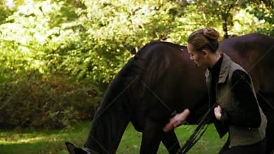 Shedding and brushing horse fur: young attractive woman grooming her beautiful brown horse standing in the field