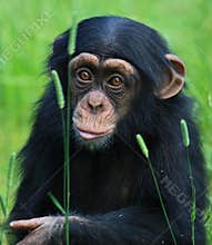 Baby chimp