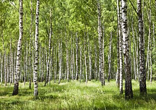 Birch forest 2