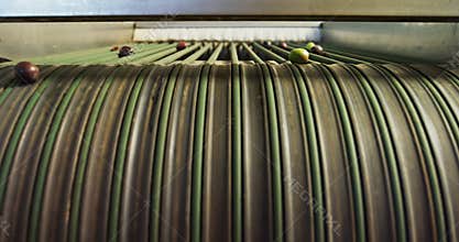 Olives on conveyor belt in machine 4k