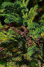 Branches of coniferous tree Cryptomeria Japonica, also called Japanese Sugi Pine, Japanese Red-Cedar or simply Sugi,
