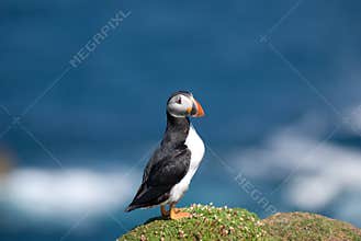 Puffin Fratercula arctica