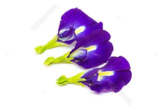 Butterfly pea flower, This flower can coloring matter in Thai dessert having blue and purple color.