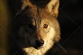 European, timber wolf portraits