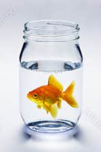 Goldfish In Jar