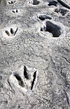 Dinosaur Tracks in Texas.