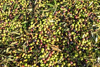 Olive harvest