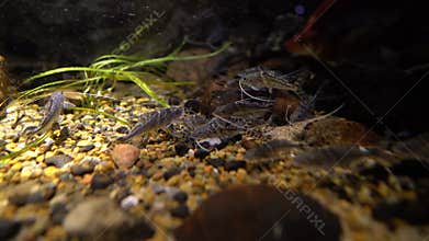 Pictus catfish pimelodus pictus underwater