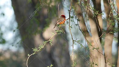 Texas big bend vermilion flycatcher on leafy branch