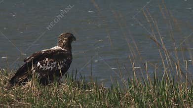 Young bald eagle on bluff