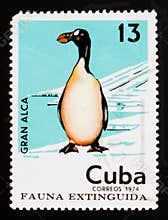 Cuban postage stamp shows Great Auk Pinguinus impennis, Extinct birds serie, circa 1974