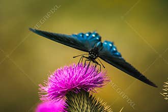 Blue Butterfly on Purple Flower