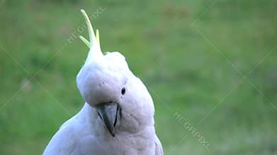 Australia sulphur crested cockatoo posing