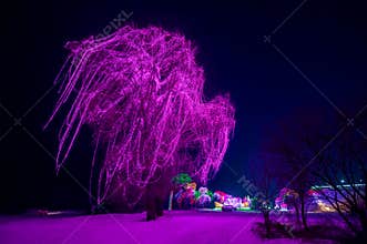 A big tree decorated with purple lights