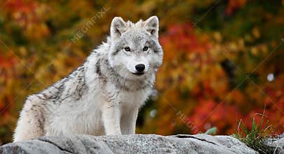 Young Arctic Wolf Looking at the Camera