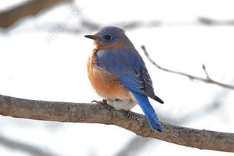 Bluebird on Branch