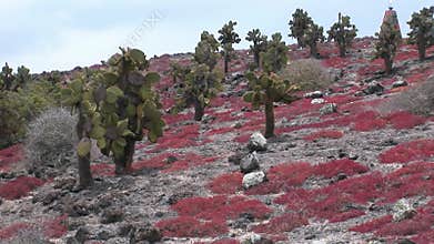 Iguana walks among cacti on Galapagos Islands.