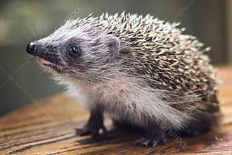 Young charming spiny european hedgehog erinaceus albiventris on wooden background