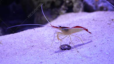 Shrimp walking in the aquarium