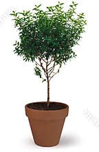Potted Tree